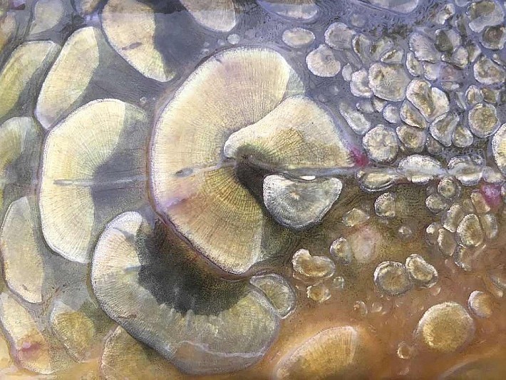 Карпфишинг039